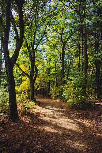 gravel sunlight passing thru trees road